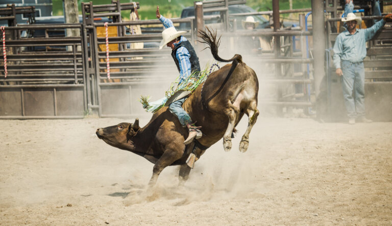 bull rider riding bull